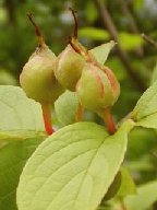 natutubakitane-1.jpg